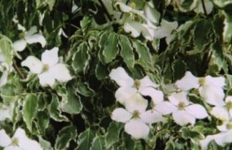 Afbeelding Japanse grootbloemige kornoelje 'Samaritan' - Cornus kousa 'Samaritan'