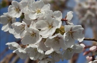Afbeelding Yoshinokers - Prunus x yedoensis