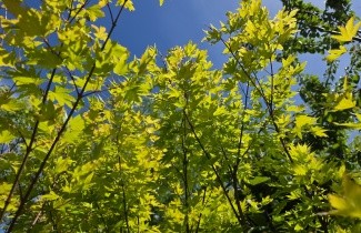 Afbeelding Japanse Esdoorn 'Orange Dream' - Acer palmatum 'Orange Dream'