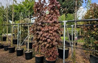 Afbeelding Roodbladige Noorse Esdoorn 'Crimson Sentry'- bevrd - Acer platanoides 'Crimson Sentry'