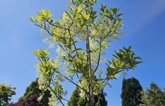 Afbeelding Sneeuwvlokkenboom - Chionanthus virginicus