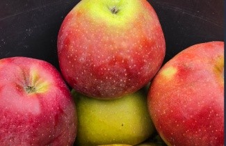 Afbeelding Appel 'Gloster' - Malus domestica 'Gloster'