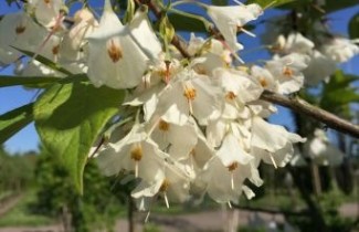 Afbeelding Sneeuwklokjesboom 'Carolina'  - Halesia carolina