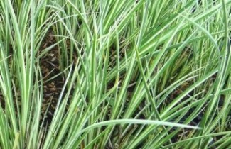 Afbeelding Kalmoes - Acorus gramineus 'Argenteostriatus'