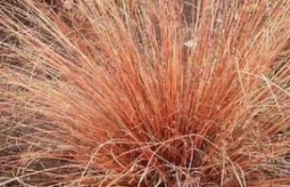 Afbeelding Zegge rood - Carex buchanani 'Red Rooster'