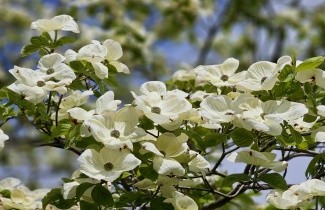 Afbeelding Grootbloemige kornoelje - Cornus 'Eddie's White Wonder' - halfstam