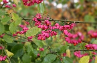 Afbeelding Kardinaalsmuts - Euonymus europaeus