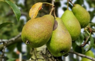 Afbeelding Handpeer 'Bonne Louise d'Avranches' - Pyrus communis 'Bonne Louise d'Avranches'
