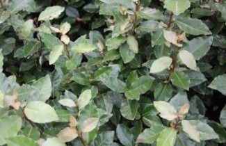 Afbeelding Olijfwilg 'Compacta' - Haagscherm - Elaeagnus ebbingei 'Compacta'