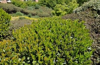 Afbeelding Laurierkers 'Etna' - Prunus laurocerasus 'Etna'
