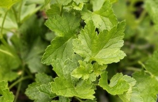 Afbeelding Jostabes - Ribes x nidigrolaria