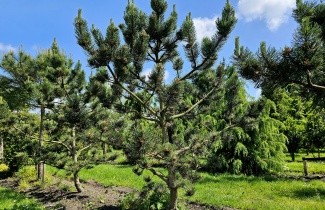 Afbeelding Oostenrijkse den 'Oregon Green' - Pinus nigra 'Oregon Green'