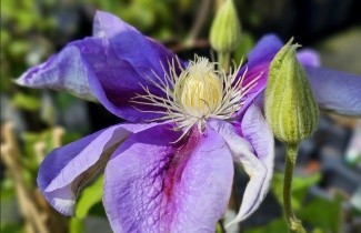 Afbeelding Bosrank 'Barbara Jackman' - Clematis 'Barbara Jackman'