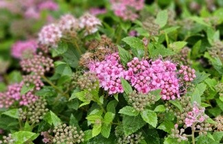 Afbeelding Spierstruik 'Little Princess' - Spiraea japonica 'Little Princess'