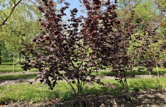 Afbeelding Rode hazelnoot - Corylus avellana 'Rode Zellernoot'