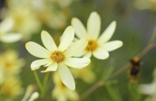 Afbeelding Meisjesogen 'Moonbeam' - Coreopsis verticallata 'Moonbeam'
