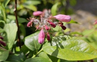 Afbeelding Koninginnenstruik  'Pink Cloud' - Kolkwitzia amabilis 'Pink Cloud'