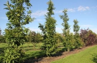 Afbeelding Tamme Kastanje  - Castanea sativa