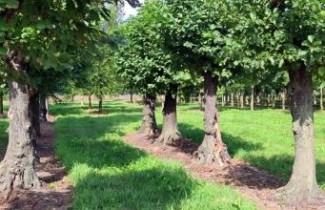 Afbeelding Zwarte Els - Alnus glutinosa