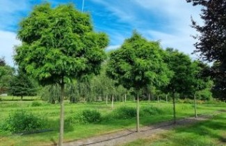 Afbeelding Valse Christusdoorn  'Elegantissima' - Gleditsia triacanthos 'Elegantissima'