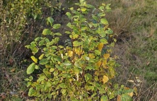 Afbeelding Schietwilg - Salix alba