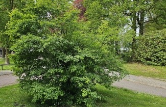 Afbeelding Krentenboompje lamarckii - Amelanchier lamarckii