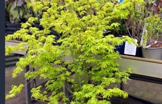 Afbeelding Japanse esdoorn 'Going Green' - Acer palmatum 'Going Green'
