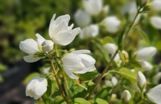 Afbeelding Boerenjasmijn 'Snowbelle' - Philadelphus 'Snowbelle'