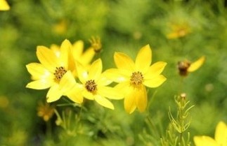Afbeelding Meisjesogen 'Zagreb' - Coreopsis verticallata 'Zagreb'