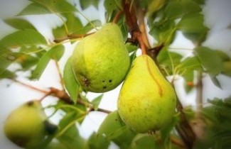 Afbeelding Handpeer  "Comtesse de Paris"  - Pyrus communis 'Comtesse de Paris'