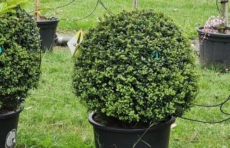 Afbeelding Japanse hulst 'Dark Green' - Ilex crenata 'Dark Green'