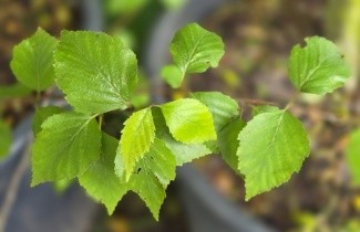Afbeelding Dahurische berk - Betula davurica