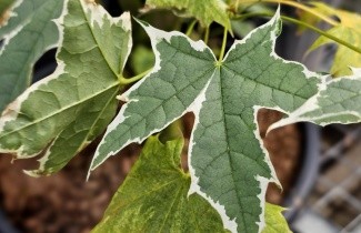 Afbeelding Gevlekte Noorse Esdoorn - Acer platanoides 'Drummondii'