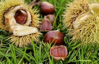 Afbeelding Tamme Kastanje, cultivar - Castanea sativa 'Lyon'