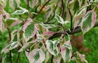 Afbeelding Kornoelje 'Argentea' - Cornus alternifolia 'Argentea'