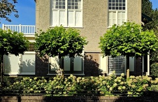 Afbeelding Plataan 'Alphens Globe' - Platanus x hispanica 'Alphen's Globe'