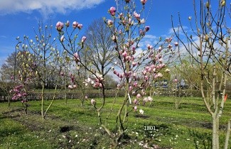 Afbeelding Magnolia 'Lennei' - Magnolia soulangeana 'Lennei'