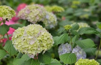 Afbeelding Hortensia 'Nikko Blue' - Hydrangea   macrophylla 'Nikko Blue'