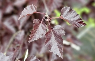 Afbeelding Roodbladige berk - Betula pendula 'Royal Frost'