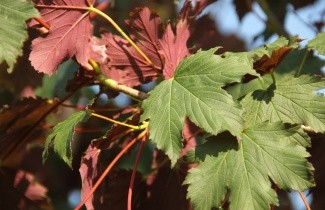 Afbeelding Gewone Rode Esdoorn - Acer pseudoplatanus 'Atropurpureum'