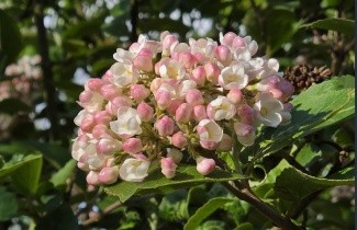 Afbeelding Sneeuwbal carlcephalum - Viburnum carlcephalum
