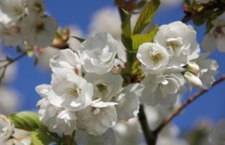Afbeelding Japanse sierkers 'Shôgetsu' - Prunus serrulata 'Shôgetsu'
