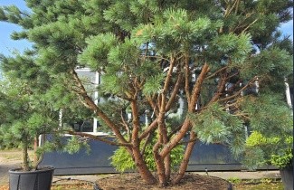 Afbeelding Dwerg grove den 'Watereri' - Pinus sylvestris 'Watereri'