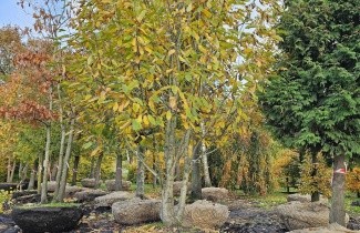 Afbeelding Tamme kastanje - Castanea sativa