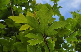 Afbeelding Zuilvormige veldesdoorn - Acer campestre 'Green Column'