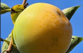 Afbeelding Kaki fruit - Diospyros Kaki 'Tipo'