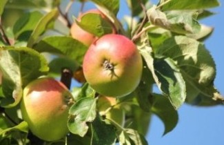 Afbeelding Appel 'Dubbele Zoete Aagt'  - Malus domestica 'Dubbele Zoete Aagt'