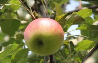 Afbeelding Appel 'Rode Dijkmanszoet' - Malus domestica 'Rode Dijkmanszoet'
