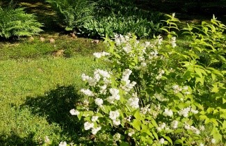 Afbeelding Bruidsbloem scabra - Deutzia scabra