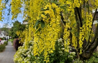 Afbeelding Goudenregen - Laburnum wateri 'Vossii'